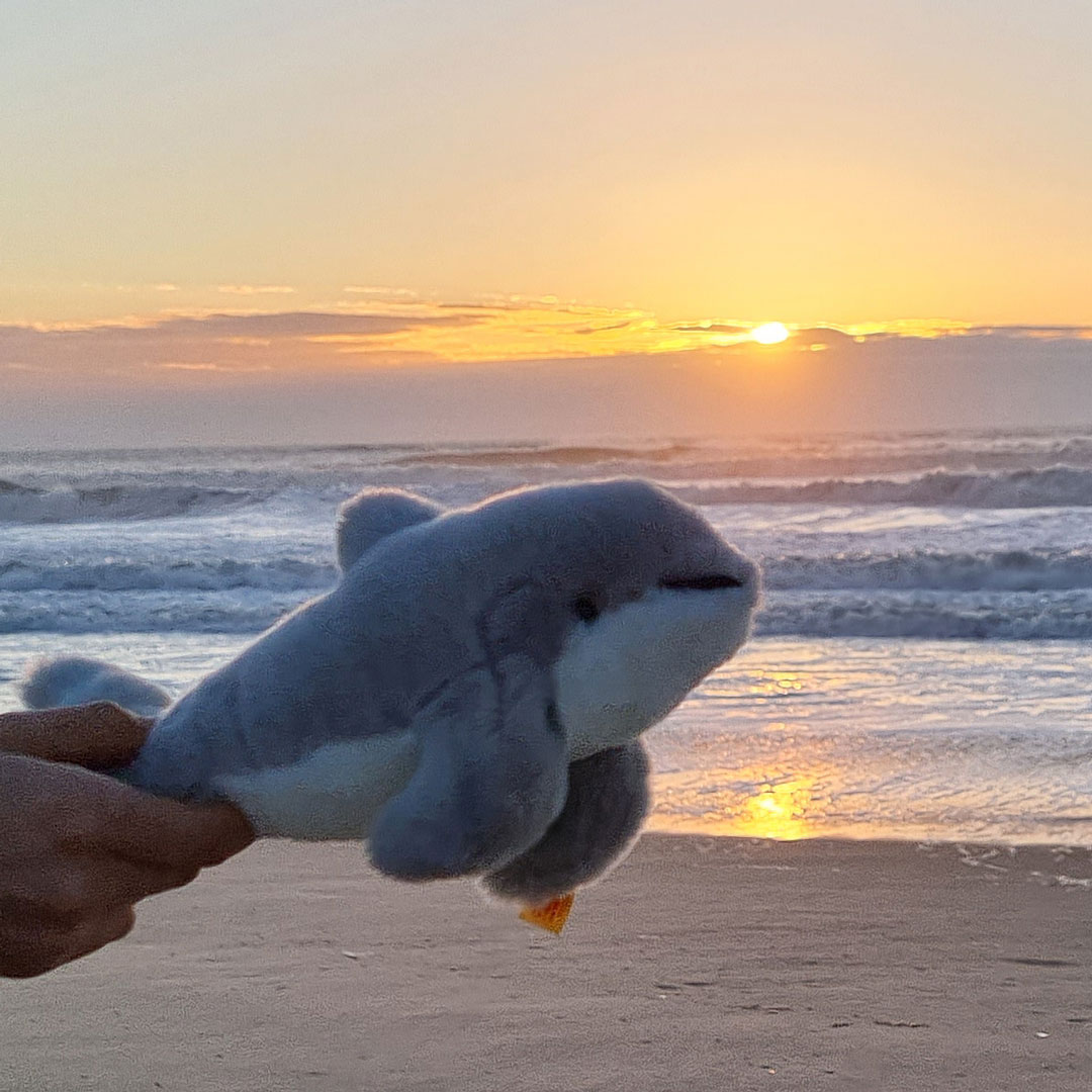 Kein Lärm für den Schweinswal