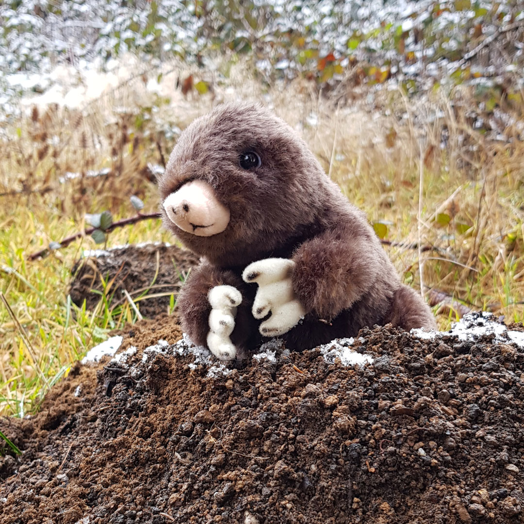 Der Maulwurf streckt die Ärmchen aus