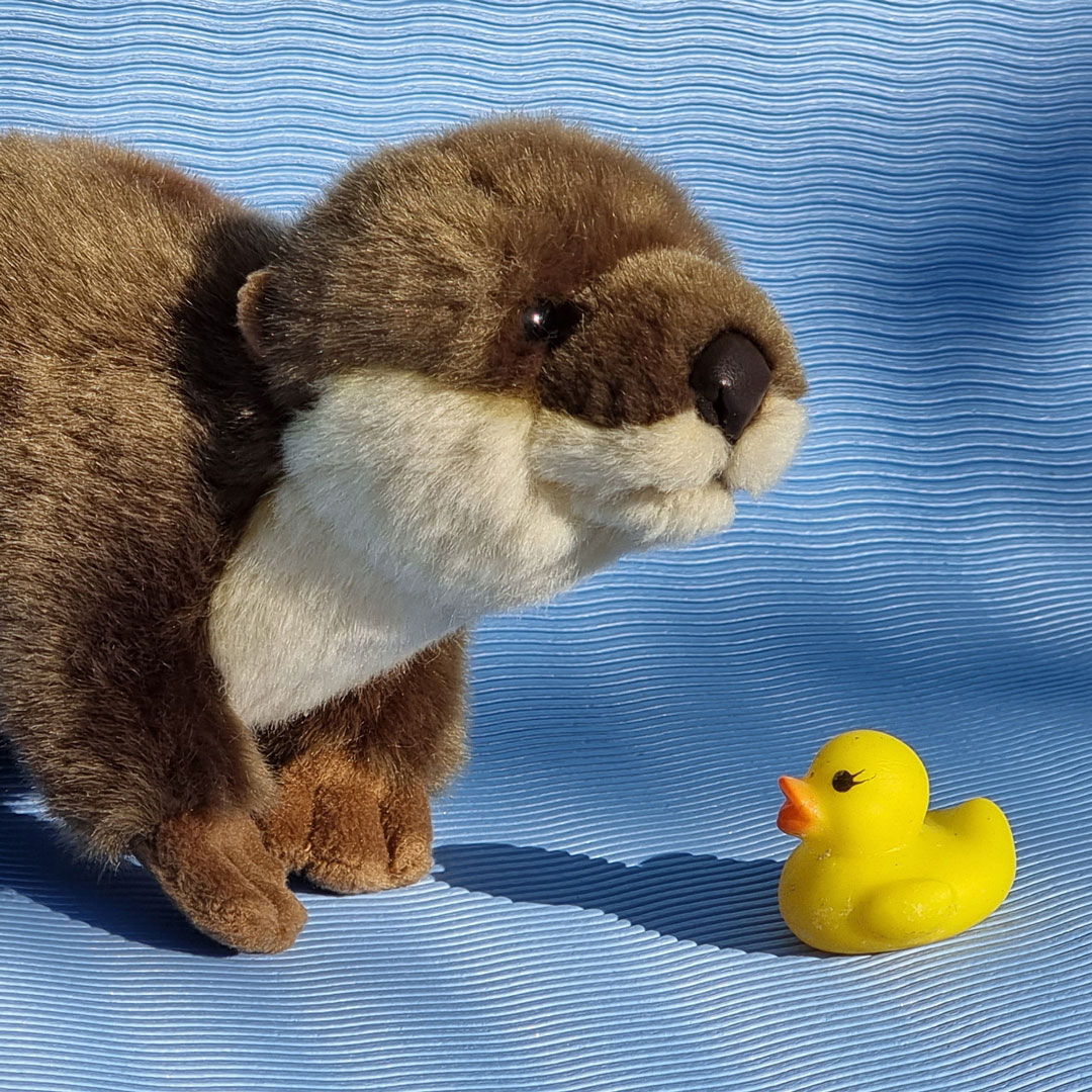Fischotter und Enten