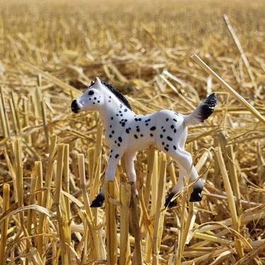 Ritt übers Stoppelfeld